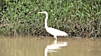 Still from  'Borneo Jungle Soundscape'.