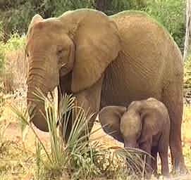 elephants