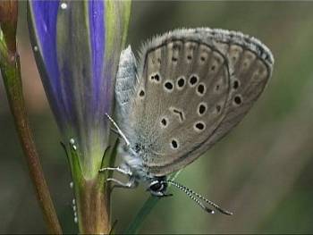 Still from 'Little Wonders of Nature' by Florent Van Opstal.