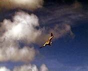Pelican turns high in the sky, ready to dive.