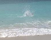 Pelican splashes into the sea at climax of a dive.