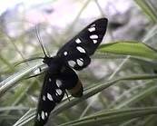 Close-up of a butterfly.