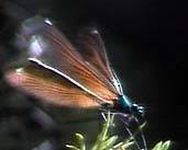 Close-up of an insect.