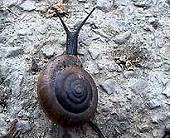 Close-up of a snail.
