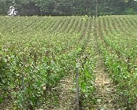 Vines