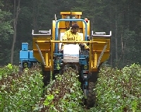 picking