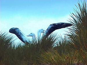 Still from 'Braving the Elements'.