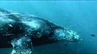 Still from 'Ocean Messengers'.