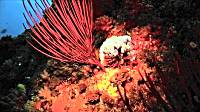 Still from 'Ocean Messengers'.