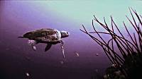 Still from 'Ocean Messengers'.