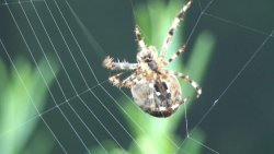 Spider.