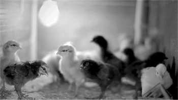 Chicks.