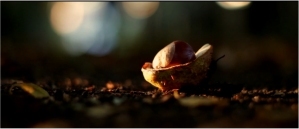 Still from 'Conkers'