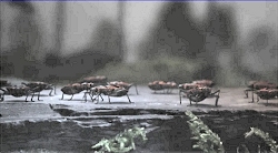 Still from 'Crossover'. 