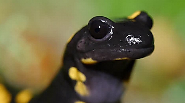 Still from 'In the Territory of the Fire Salamander'.