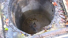 Still from 'In the Territory of the Fire Salamander'.
