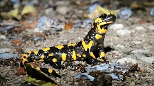 Still from 'In the Territory of the Fire Salamander'.